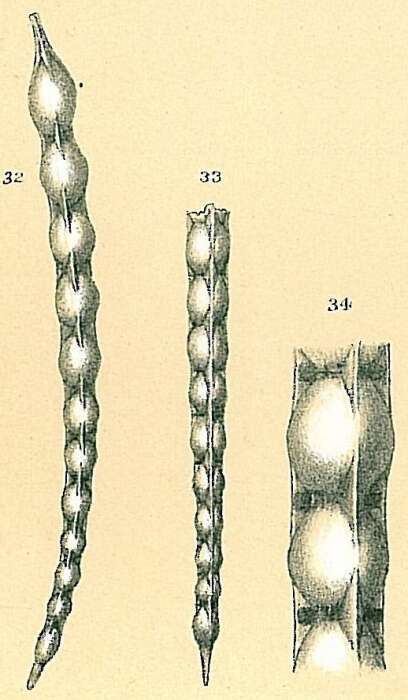 Image of Dentalina catenulata (Brady 1884)