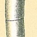 Image of Laevidentalina plebeia (Reuss 1855)