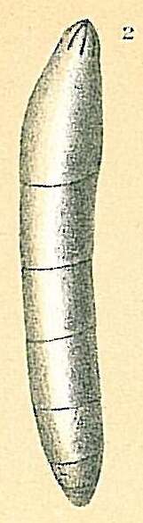 Image of Laevidentalina plebeia (Reuss 1855)