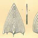 Frondicularia sagittula van den Broeck 1876 resmi