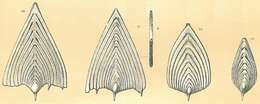 Image of Frondicularia Defrance ex d'Orbigny 1826