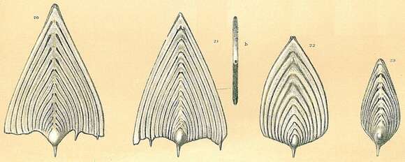 Image of Frondicularia Defrance ex d'Orbigny 1826