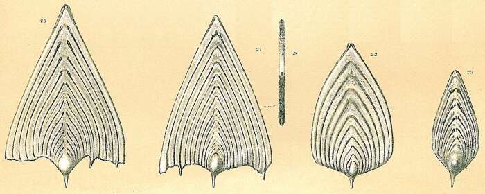 Image of Frondicularia sagittula van den Broeck 1876