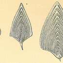 Image de Frondicularia sagittula van den Broeck 1876