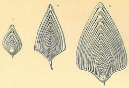 Image of Frondicularia sagittula van den Broeck 1876