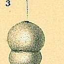 Glandulonodosaria ambigua (Neugeboren 1856) resmi