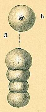 Glandulonodosaria ambigua (Neugeboren 1856) resmi