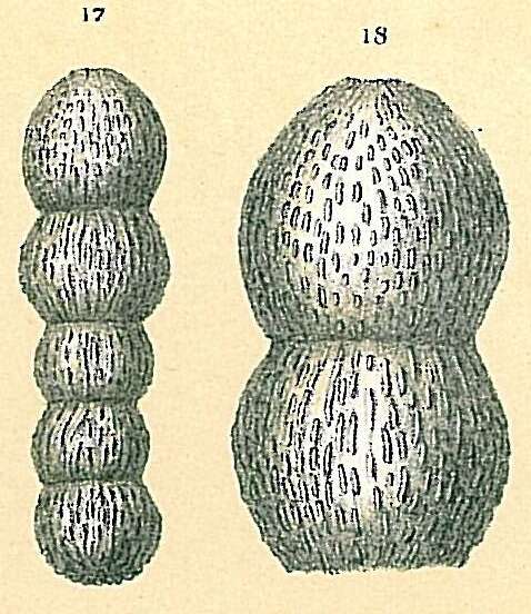 Image of rhizarians