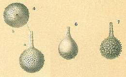 Lagena aspera Reuss 1862 resmi