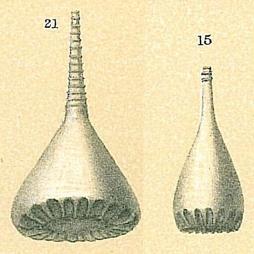 Image of Lagena crenata Parker & Jones 1865