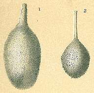 Lagena hispida Reuss 1863 resmi