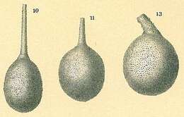 Image of Lagena hispidula Cushman 1913