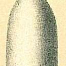 Image of Lagena nebulosa (Cushman 1923)