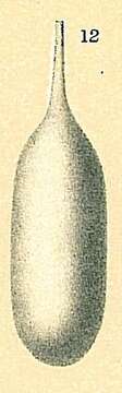 Image of Lagena nebulosa (Cushman 1923)
