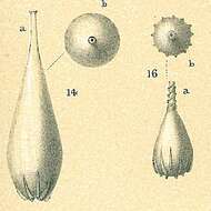 Image of Lagena semistriata Williamson 1848