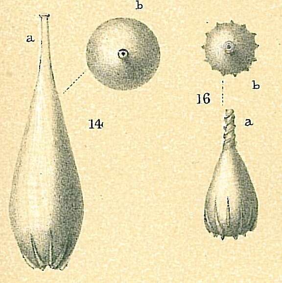 Image of Lagena semistriata Williamson 1848