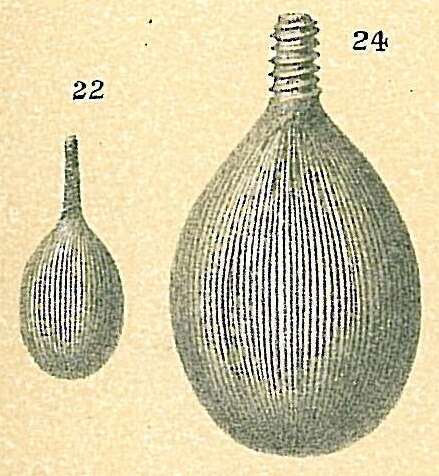 Image of Lagena striata (d'Orbigny 1839)