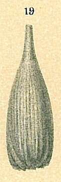 Image of Lagena substriata Williamson 1848