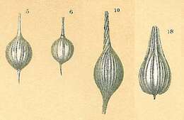 Image of Lagena sulcata (Walker & Jacob 1798)
