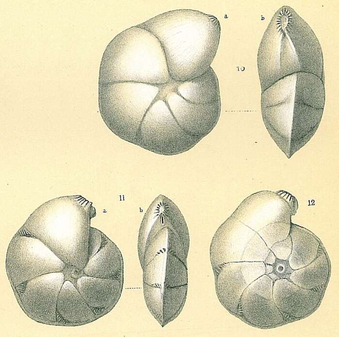 Imagem de Lenticulina tasmanica Parr 1950