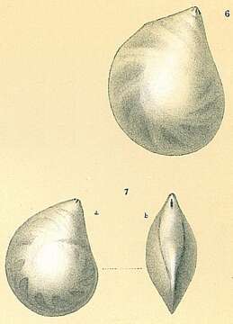 Imagem de Lenticulina convergens (Bornemann 1855)