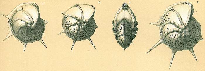 Image of Spincterules anaglyptus Loeblich & Tappan 1987