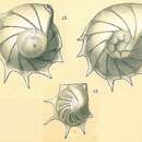 Imagem de Lenticulina formosa (Cushman 1923)