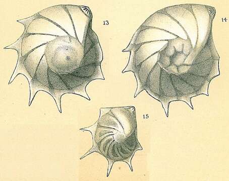 Image of Lenticulina formosa (Cushman 1923)