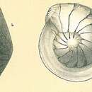 Image of Lenticulina iota (Cushman 1923)