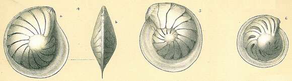 Image of Lenticulina iota (Cushman 1923)