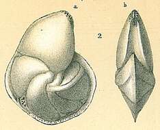 Image of Lenticulina nitida (d'Orbigny 1826)