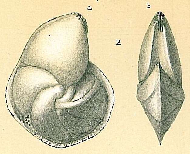 Image of Lenticulina nitida (d'Orbigny 1826)