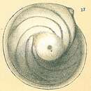 صورة Lenticulina orbicularis (d'Orbigny 1826)