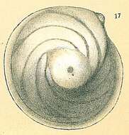 Image of Lenticulina orbicularis (d'Orbigny 1826)