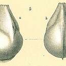 Image of Lenticulina pliocaena (Silvestri 1898)