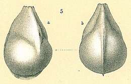 Image of Lenticulina pliocaena (Silvestri 1898)