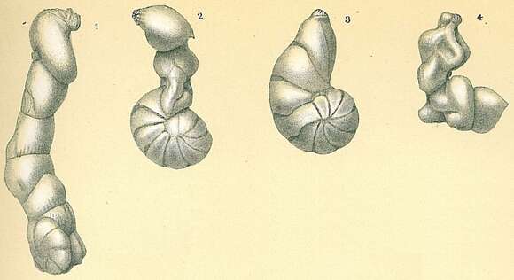 Image of Lenticulina Lamarck 1804