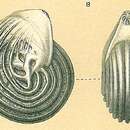Image of Lenticulina Lamarck 1804