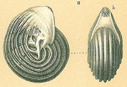 Image of Lenticulina Lamarck 1804