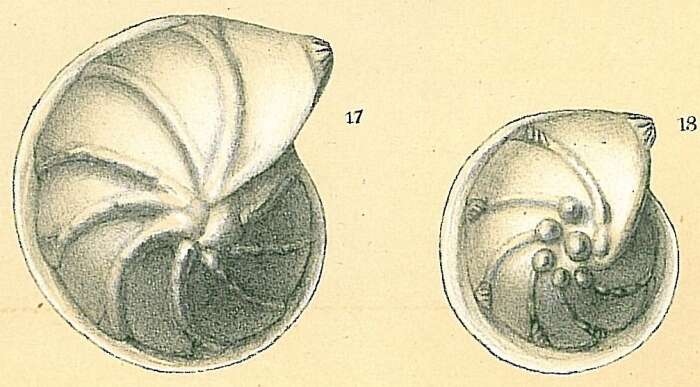 Image of Lenticulina submamilligera (Cushman 1917)
