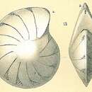 Image of Lenticulina thalmanni (Hessland 1943)