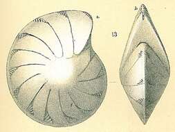 صورة Lenticulina thalmanni (Hessland 1943)