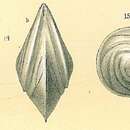 Image of Lenticulina vortex (Fichtel & Moll 1798)