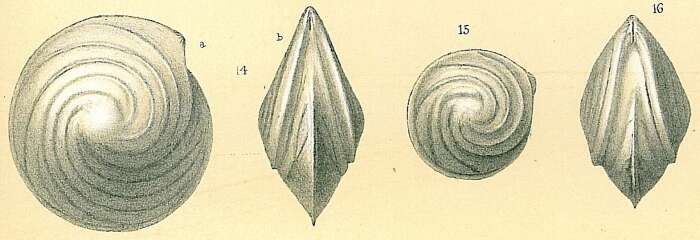 Image of Lenticulina vortex (Fichtel & Moll 1798)