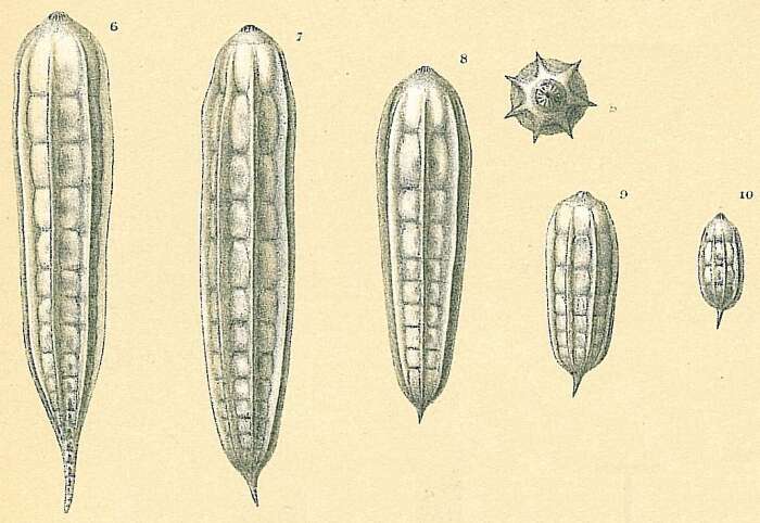 Image of Nodosaria lamnulifera Boomgaart 1950