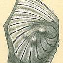 Image of Planularia cassis (Fichtel & Moll 1798)