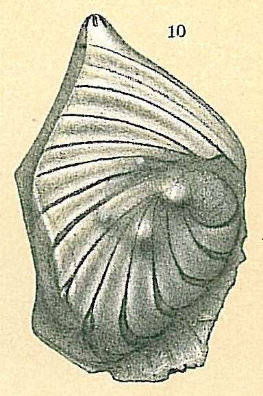 Image of Planularia cassis (Fichtel & Moll 1798)