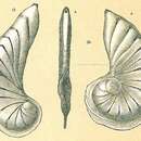 <i>Planularia magnifica</i> subsp. <i>falciformis</i> Thalmann 1937的圖片