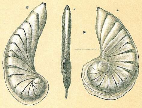 Image of <i>Planularia magnifica</i> subsp. <i>falciformis</i> Thalmann 1937