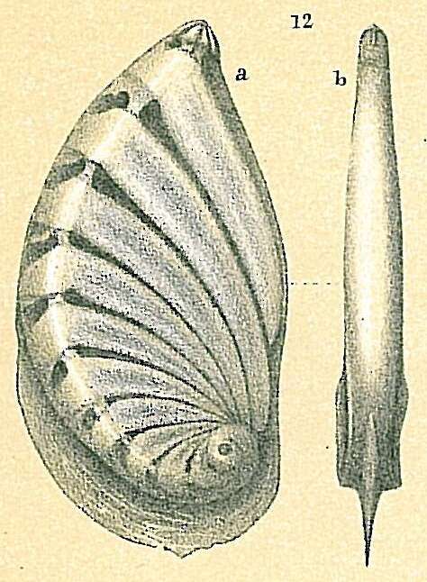 Image of Planularia magnifica Thalmann 1933